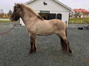 Agersta Ridskola med islandshästarna