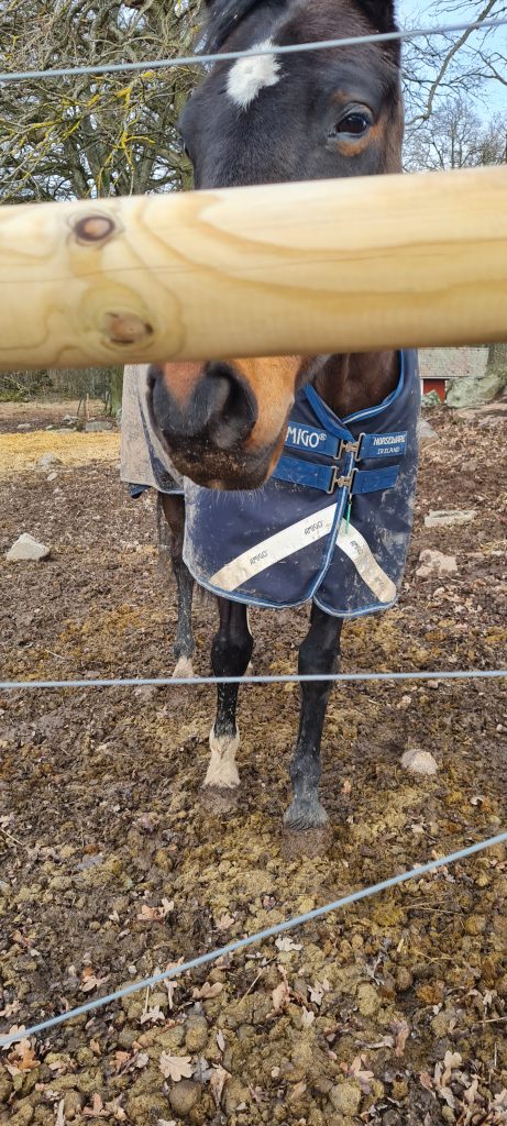 Hur ofta tar man en häst till en veterinär?