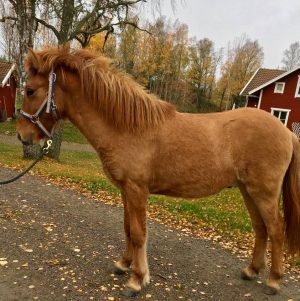 Hur fungerar hästrasen Islandshästar?