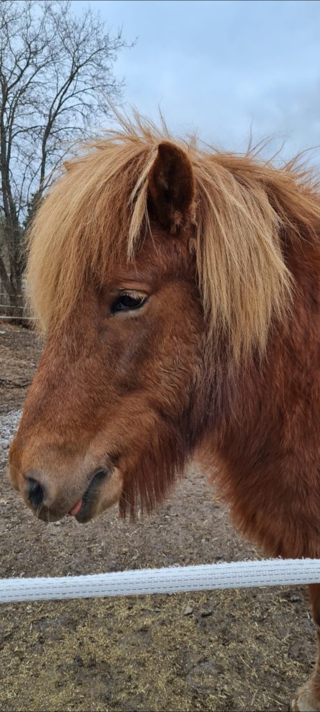 Här ser vi islandshästen och vi behöver vårda deras svans.