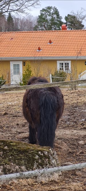 Hur gör man en stallrenovering och vilka företag kan man anlita?