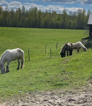 Att släppa ut sina hästar på gräsbete