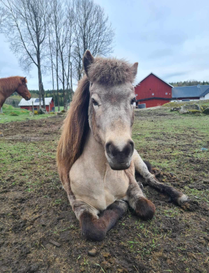 Låt dina hästar ta en välförtjänt vila utanför stallet i hagen