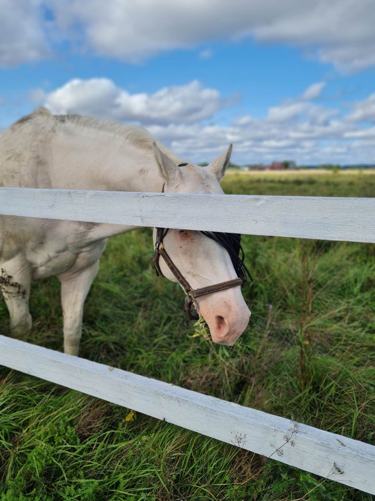 Kan en häst bli albino?